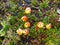 Flower of paramo ecosystem, ecuadorian highlands