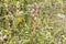 Flower of the parasitic plant Orobanche pubescens