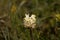 Flower of the parasitic plant Pedicularis tuberosa