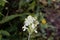 Flower of the parasitic plant Pedicularis tuberosa