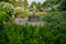 flower park with a fountain. Blooming hibiscus topiary. Beautiful well maintained park. White hibiscus stem plant.