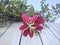 Flower of the Passiflora tarminiana. Low angle shot.