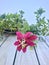 Flower of the Passiflora tarminiana. Low angle shot, Vertical photo image.