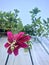 Flower of the Passiflora tarminiana. Red flower, White wooden wall and blue sky. Low angle shot.