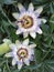 The flower of passion-Passiflora incarnata Linnaeus- from the island of Thassos, Greece