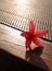 Flower on patio table still life