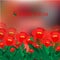 Flower pattern on the blurred background. poppy. banner or card