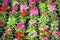 Flower pattern nature with green leaf - Pink and red colorful dianthus chinensis flower background