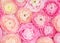 Flower pattern. Pink Ranunculus flowers textured background. Summer floral  Wallpaper