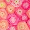 Flower pattern. Pink Ranunculus flowers textured background. Summer floral  Wallpaper