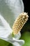 Flower of Peace Lilly