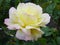 Flower - Peace Rose