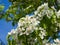 Flower of Pear Tree, Pyrus communis, close-up on bokeh background, selective focus, shallow DOF