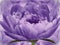 Flower peony on background purple. Purple flowers peonies. floral background.  Flower composition.