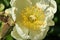 Flower of a peony with creamy petals and yellow stamens