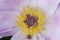 Flower Peony lactiflora Ma Petite Cherie close-up