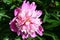 Flower peony Latin. Paeonia white and pink color