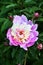 Flower peony Latin. Paeonia white and pink color