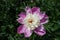 Flower of peony with pink guard petals with a mound of pale yellow staminodes