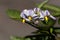 Flower of a pepino dulce, Solanum muricatum