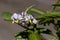 Flower of a pepino dulce, Solanum muricatum