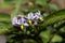 Flower of a pepino dulce, Solanum muricatum