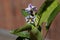 Flower of a pepino dulce, Solanum muricatum