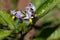 Flower of a pepino dulce, Solanum muricatum