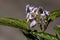 Flower of a pepino dulce, Solanum muricatum