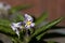 Flower of a pepino dulce, Solanum muricatum