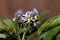 Flower of a pepino dulce, Solanum muricatum