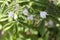 Flower of a pepino, Solanum caripense