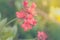 Flower (Peregrina, Spicy Jatropha Flower)