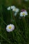 Flower of perennial daisy in the grass