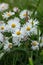 Flower of perennial daisy in the grass