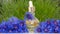 Flower Perfume or Oil Essence with cornflower flowers