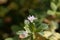 Flower of a Persian clover, Trifolium resupinatum