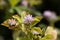 Flower of a Persian clover, Trifolium resupinatum