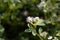 Flower of a Persian clover, Trifolium resupinatum