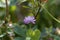 Flower of a Persian clover, Trifolium resupinatum