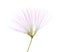 Flower of Persian Silk Tree with very long stamens of pale pink color isolated on white background. Selective focus