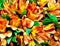 Flower, Peruvian Lily, Orange and Yellow