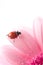 Flower petal with lady bug