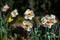 Flower of a petticoat daffodil, Narcissus bulbocodium