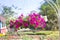 Flower petunia hanging