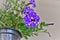 The flower of the Petunia hybrid Constellation Aries in the hanging vase