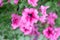 Flower Petunia Surfinia Pink Vein