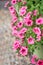 Flower Petunia Surfinia Pink Vein