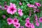 Flower Petunia Surfinia Pink Vein