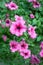 Flower Petunia Surfinia Pink Vein